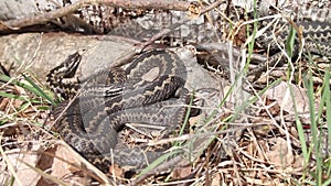 Common vipers basking