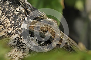 Common or Viviparous Lizard