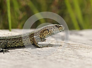 Common or Viviparous Lizard