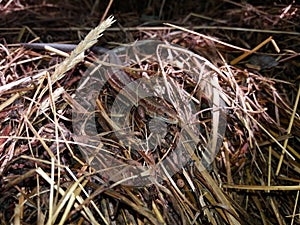 Common viviparous lizard camouflaged and sunbathing on old hay.