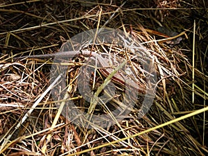 Common viviparous lizard camouflaged and sunbathing on old hay.