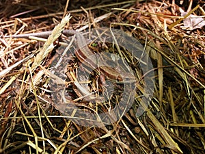 Common viviparous lizard camouflaged and sunbathing on old hay.