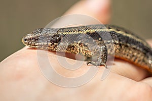 common viviparous lizard , Man's hand holding lizard, animal protection concept, earth day background
