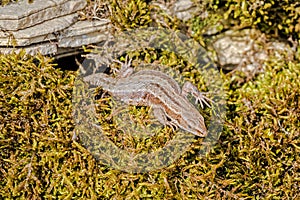 Common or viviparous lizard - Zootoca vivipara