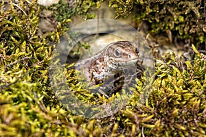 Common or viviparous lizard - Zootoca vivipara