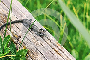 Common or viviparous lizard, zootoca vivipara on an old wooden log in fresh green grass
