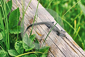 Common or viviparous lizard, zootoca vivipara on an old wooden log in fresh green grass