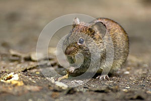 Common Vole