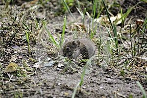 A common vole (microtus arvalis