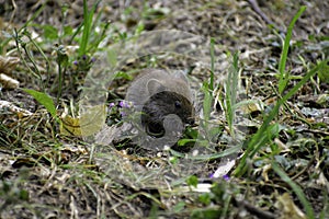 A common vole (microtus arvalis) eats little flower and some seeds