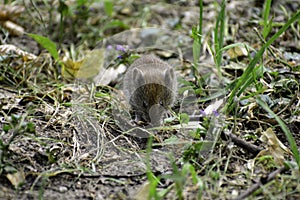 A common vole (microtus arvalis) eats little flower and some seeds