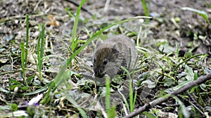 A common vole (microtus arvalis) eats seed