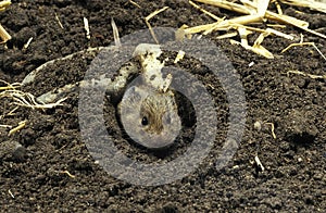 Common Vole, microtus arvalis, Head of Adult emerging from Tunnel