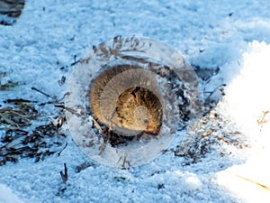 A common vole microtus arvalis holding in paws food and eating in winter surrounded by snow