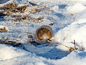 A common vole microtus arvalis holding in paws food and eating in winter surrounded by snow