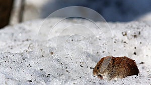 Common vole /Microtus arvalis/ is looking for food on the snow, finds it and chews it