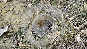 A common vole (microtus arvalis) looks for some food