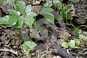 A common vole microtus arvalis looks for some food