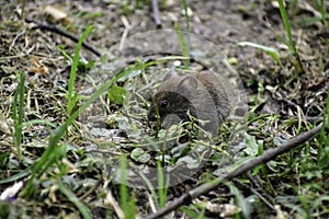 A common vole (microtus arvalis) looks for some seeds