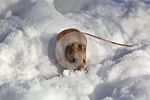 Common vole Microtus arvalis mouse froze on the white snow and looks with big bulging eyes