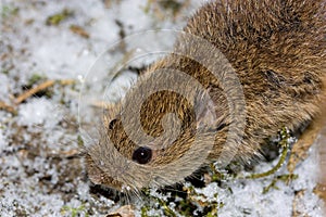 The common vole (Microtus arvalis) in a natural habitat
