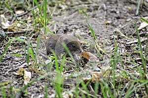 A common vole (microtus arvalis) stands on a ground and eats seed