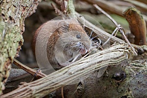 Common Vole Myodes glareolus; formerly Clethrionomys glareolus.