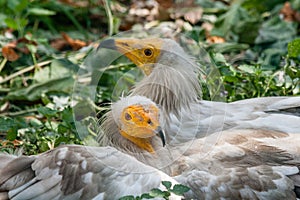 Common vulture Neophron percnopterus