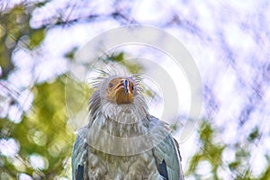 Common Vulture (Neophron percnopterus). Predatory bird.