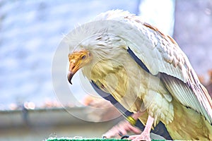 Common Vulture (Neophron percnopterus). Predatory bird.