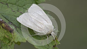 Common Wainscot feeding on leaf