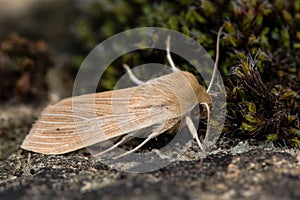 Common wainscot moth (Mythimna pallens)