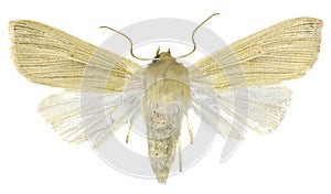 Common Wainscot on white Background