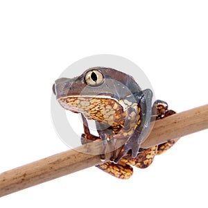 Common walking leaf frog isolated on white background