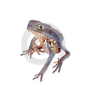 Common walking leaf frog isolated on white background