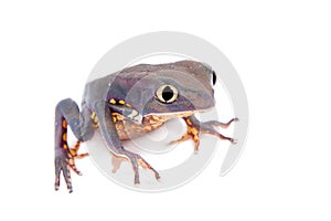 Common walking leaf frog isolated on white background