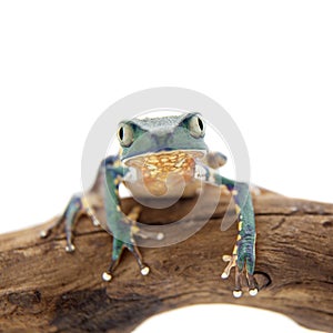 Common walking leaf frog isolated on white background