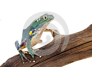 Common walking leaf frog isolated on white background