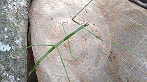 The common walking stick or northern walking stick is a species of phasmid photo