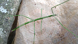 The common walking stick or northern walking stick is a species of phasmid. photo