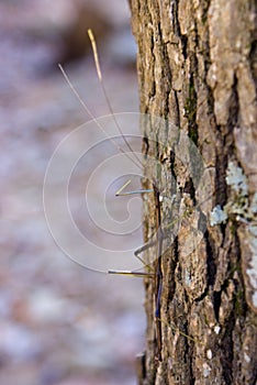 Common Walkingstick