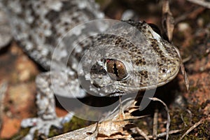 common wall gecko