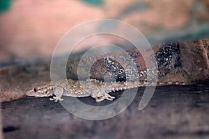Common wall gecko, Tarentola mauritanica