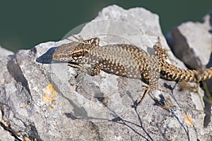 Common wall lizard