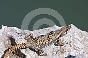 Common wall lizard