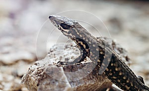 Common wall lizard basking on hot rocks.
