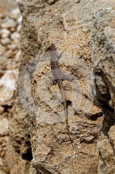 Common wall lizard basking on a stone
