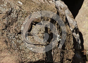 A common wall lizard basking in the sun
