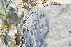 Common wall lizard climbing a rock