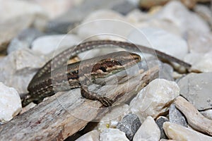 Common wall lizard, European wall lizard (Podarcis muralis) in a natural habitat